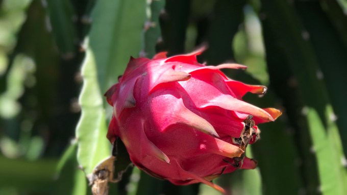Lunch at the dragon fruit farm