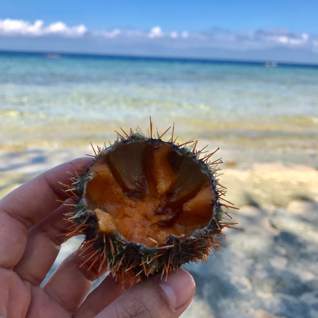 Uni or sea urchin roe and gonads