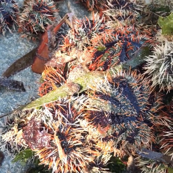 Moalboal find: freshly harvested sea urchin